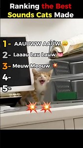 Ranking the Cutest Cat Sounds Ever! 😻🎶 #shorts