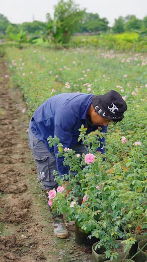 10K views · 93 reactions | Hoa hồng leo mon #levanca | Nhà Vườn Lê Cả | Facebook