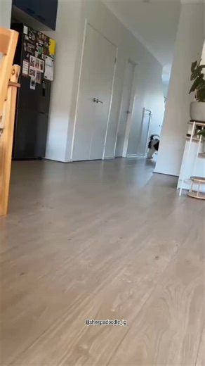 Sheepadoodle 🐕 on Instagram: "Short Legs. Big Hops 👉 Follow @Sheepadoodle_ig 🎥 Credit: tara_thesheepadoodle on TT -⠀-⁠ -⠀- -⠀- -⠀- (DM for credit or removal/ No copyright intended. All rights are reserved & belong to their respective owners.) #minisheepadoodle #sheepadoodle #sheepadoodlelover #sheepdoodlesofinstagram #doodleaofinstagram #doodlesoftheworld #doodles #sheepadoodlepets #sheepadoodlefamily #sheepadoodleworld #sheepadoodlegram #sheepadoodledaily #sheepadoodlesrule #puppydaily #reel