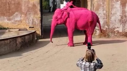 Fury after elephant painted pink for photoshoot later dies