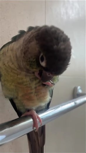 Conure preening #education #cute #birds #shorts #trending