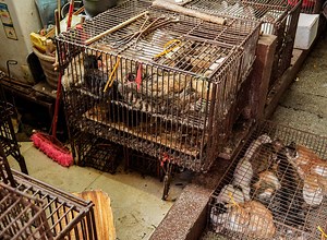 End dog and cat meat trade with Jackson Galaxy