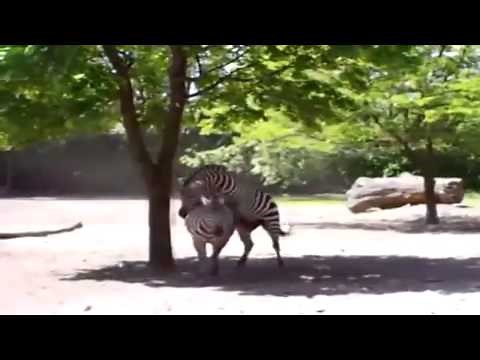 Cebras se aparean en un zoológico