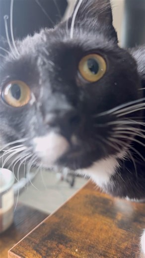 little criminals #cat #catvideos