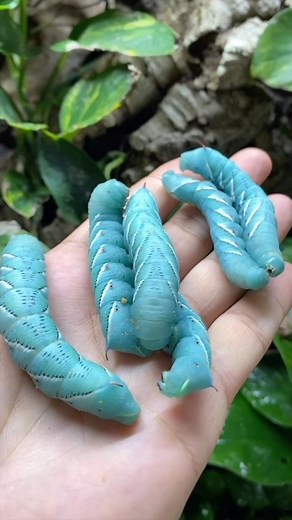 Here are Tiki and Torch, my breeding pair of Tokay geckos (Gekko gecko)! Today, they are both being offered a juicy hornworm caterpillar for dinner! Follow for more reptile content! 🐛💥🦎 • #tokaygecko #reptiliatus #reptile #pet #animal #reels #viral #instagram #tokay #gecko #lizard #geckosofinstagram #reptilesofinstagram #lizardsofinstagram #tikithetokaygecko #blue #eating #food #bugs #petsofinstagram #animals #animalsofinstagram | Reptiliatus