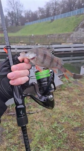 Winter Ultralight: perch on micro lures #ultralight #ultralightspinning #ultralightfishing