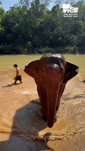 Splish splash, it’s bath time! 🐘💦 Nothing beats the joy of cooling off in the water on a sunny day! 🌞💙 Who wants to join our happy elephants for a swim? 😆✨ #HappyElephants #BathTimeFun #splishsplashiwastakingabath - 🔗 Book your visit: https://loveelephantsanctuarykrabi.com/ 📞 𝐂𝐨𝐧𝐧𝐞𝐜𝐭 𝐖𝐢𝐭𝐡 𝐔𝐬: 66 93 349 4545 📍 Find us: https://maps.app.goo.gl/VtNe4jGRhscqKbq99 - Help us grow and continue our mission to care for these incredible animals. Share your experience and leave a 5-sta