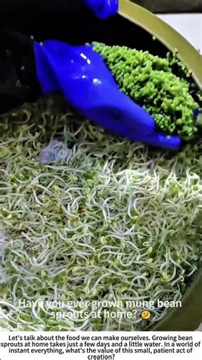 The Final Rinse: Cleaning Fresh Mung Bean Sprouts 💧🌱