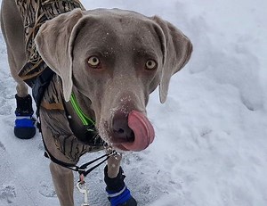 Muttluks Dog Boots Review - Which Dog Boots are Best? [2022]