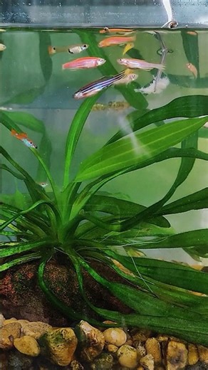 Small Fish Eating Durian?! This Unexpected Feeding Habit Will Shock You 🐟🍈