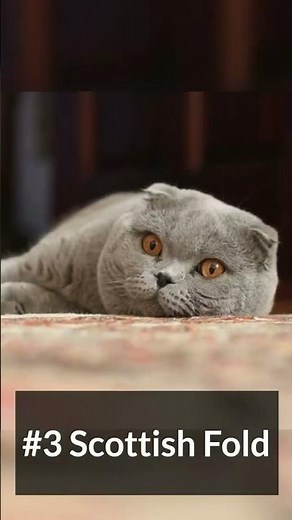 Top 5 Best Cat Breeds