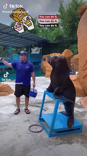 Mastering the Art of Balancing: Learn from Vincent the Seal