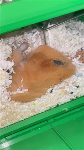 (비)만수는 꿈나라 여행중feat.엣지발가락#goldenhamster