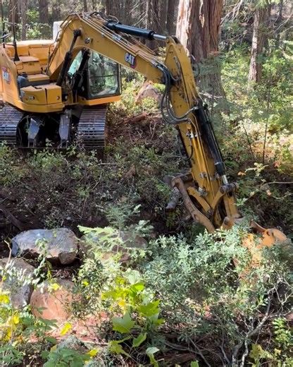 California Trout on Reels