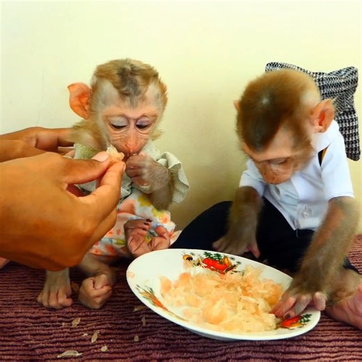Spoil Monkey Jacky&jenny Are Very Hungry... . . . #reel #cute #animals #lovely #newbornbabymonkey #monkey | Cute Baby Monkey
