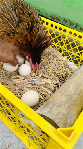Fresh egg collection during brooding #farmlife #eggs #shorts