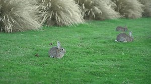 Wild Rabbits Pests New Zealand Stock Footage Video (100% Royalty-free) 3485280077 | Shutterstock