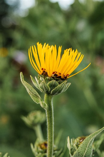 🌼Elecampane🌼 is one of our BEST stimulant expectorants. But there are many kinds of expectorants, all for respiratory conditions with different underlying energetics. Elecampane irritates and stimulates the respiratory mucosa through its volatile oils and resins so that a cough can be more “productive,”.. meaning it actually expels the mucus. Elecampane is perfect when there’s a cold, damp, phlegmatic cough with mucus that won’t come out, also known as an “unproductive cough.” Another great ti