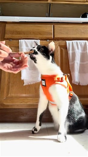 Harness Training my cat Eugene #cataccessories #catvideos