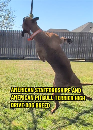 Understanding the American Staffordshire Terrier Breed