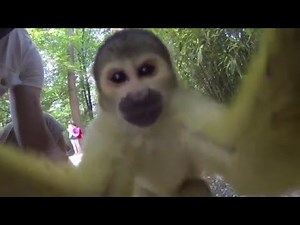 Apenheul Primate Park Compilation