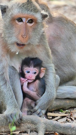 11 reactions | Small Baby Monkey Jada #monkeyslife | Lovely Monkey | Facebook