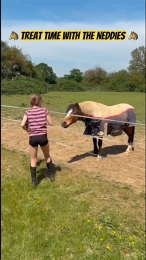 🐴 Treat Time with the Neddies 🐴 #horse #equestrian #equestrianjourney #pony