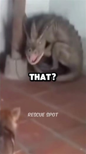 This Man Found a DRAGON Inside His Living Room🤯