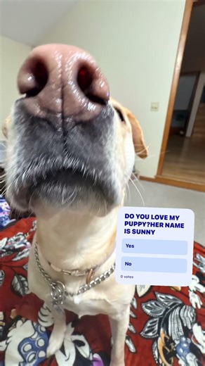 #fypシ゚viral #dog #doggo #ishowspeed #katseye #pleasesubscribe #pleasegoviral #cute #funny #comment