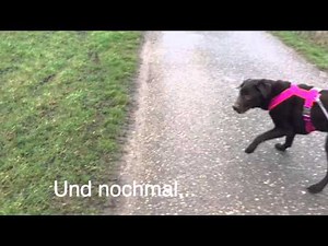 Leinenaggression - Training