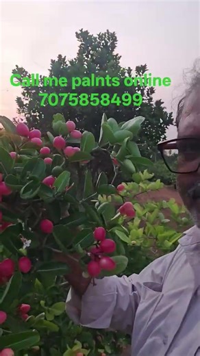 onlin all india courier