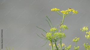 Fennel (Foeniculum vulgare) is flowering plant species in carrot family. It is hardy, perennial herb with yellow flowers and feathery leaves. It is indigenous to shores of Mediterranean.