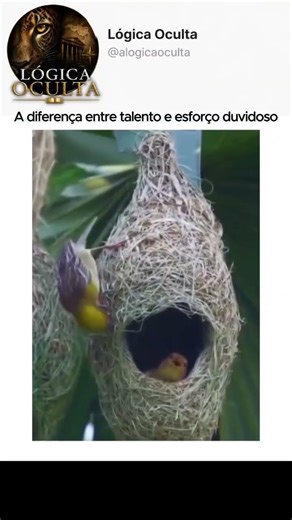 A engenharia INCRÍVEL da natureza! 🧙‍♂️✨ #pombos #aves #memes #curiosidades $#animais