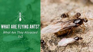What Are Flying Ants & What Are They Attracted To?