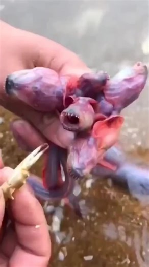 El Demogorgon de Stranger Things en la vida real