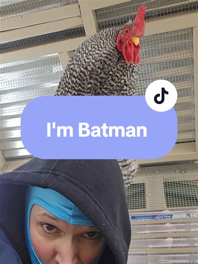 POV: You’re minding your own business in the chicken coop and your rooster decides your shoulders are the perfect stage to announce the dawn 🐓❄️ This is Batman, my Barred Rock rooster, and yes… he chose violence before coffee. Roosters don’t just crow at sunrise. They crow to establish dominance, protect their flock, and remind everyone within a five-mile radius that THIS is their territory. Apparently that territory includes my head. Cold morning? Absolutely. Personal space? Gone. Security sys