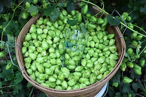 Aslin Beer Company Opens Doors on September 19th