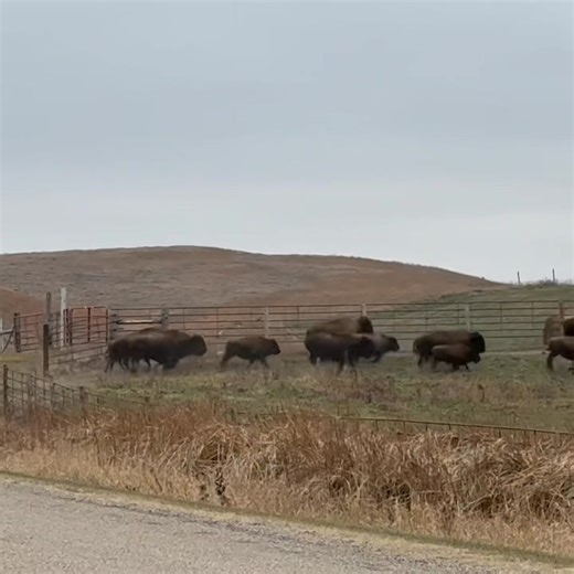 South Bison Herd Roundup 2025. Learn more about us at www.heritagebisonranches.com. #bison #buffalo #bison #ranch #bisonranch #bisonranching #bisonrancher #ranchlife #ranching | Heritage Bison Ranches