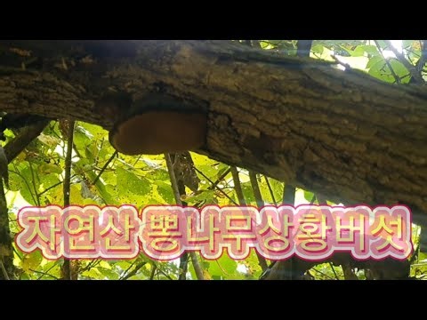 July 23, 2023 Wild Mulberry Phellinus Linteus Foraging Trip~ The Best of All Phellinus Mushrooms,...