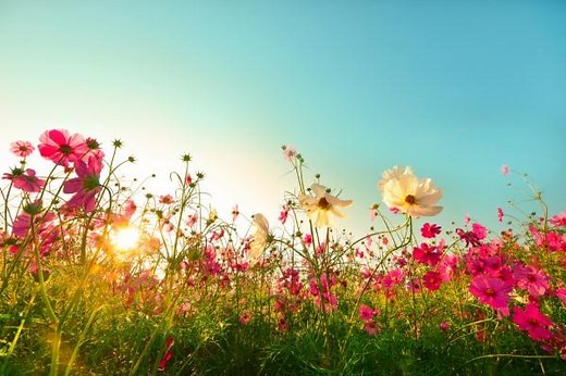 A linguagem das flores e o significado de cada flor