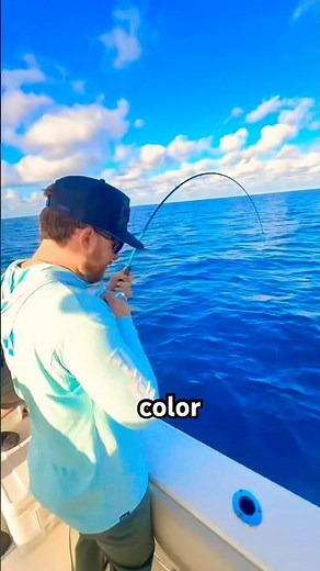 Caught a MONSTER on the final day of Red Snapper season #fishing #grouper #redsea