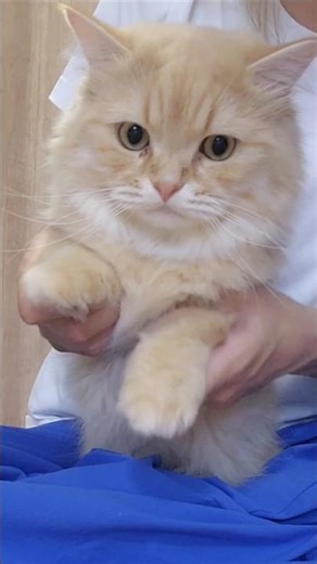 短足すぎて踊れない💧🐾#shorts #猫#短足#ミヌエット