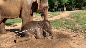 I love how Somboon is always next to Haven. Mother and son is such a pure love.❤️🐘❤️ #Samuielephanthaven #Elephantsanctuary #Rescueelephant #Kohsamui #Thailand #Respect #Savetheelephant #rescue #Visitthailand #Ecotourism #Family #Friends #love #BabyHaven #Haventheelephant #Thaielephant #Help #Animallovers #Savingthehaven #Wildlife | Samui Elephant Haven