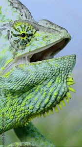 Closeup portrait of Aggressive behavior of an adult chameleon sits on a tree branch and looks around. Cone-head chameleon or Yemen chameleon (Chamaeleo calyptratus), Vertical video