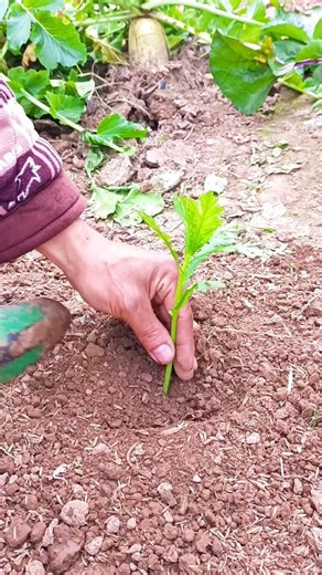 Planting epazote plants Tutorial #farming #shorts