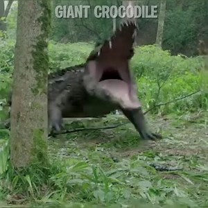 56K views · 494 reactions | The giant crocodile has taken a fancy to this girl! #drama #cdrama #movie #鳄鱼 #夺命巨鳄 #Crocodile | 花生追剧 | Facebook