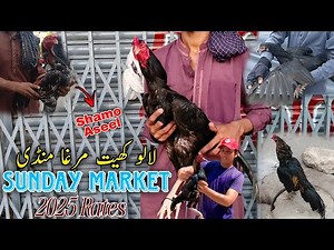 Lalukhet Murga Mandi | Sunday Market | Shamo Aseel Murga | 2025 Latest Update | 27 April |