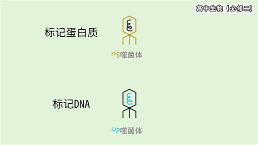 《高中生物必修二》4小时速成课资源（完整版）