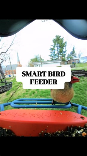 Gemma's Finds on Instagram: "Meet Bird Buddy 🐦✨ A smart feeder that not only feeds the birds, but sends you videos of every visitor straight to your phone. Nature + tech = instant joy. 🌿📲 (Link in bio) #amazonfinds #amazonmusthave #christmasgiftidea #birdfeeder"