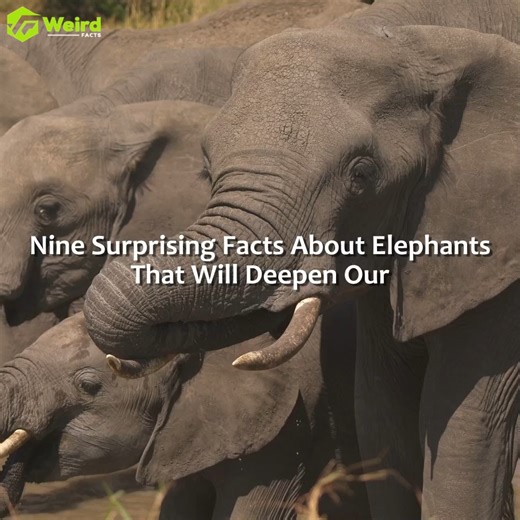 Surprising Facts about Elephants You probably didn't know | Weird Facts